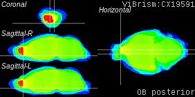 ViBrism