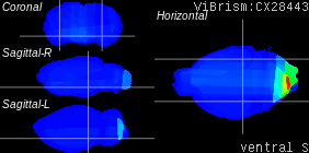 ViBrism