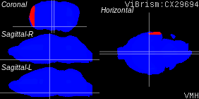 ViBrism