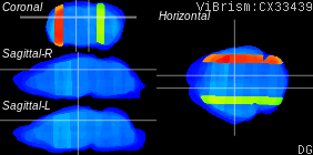 ViBrism